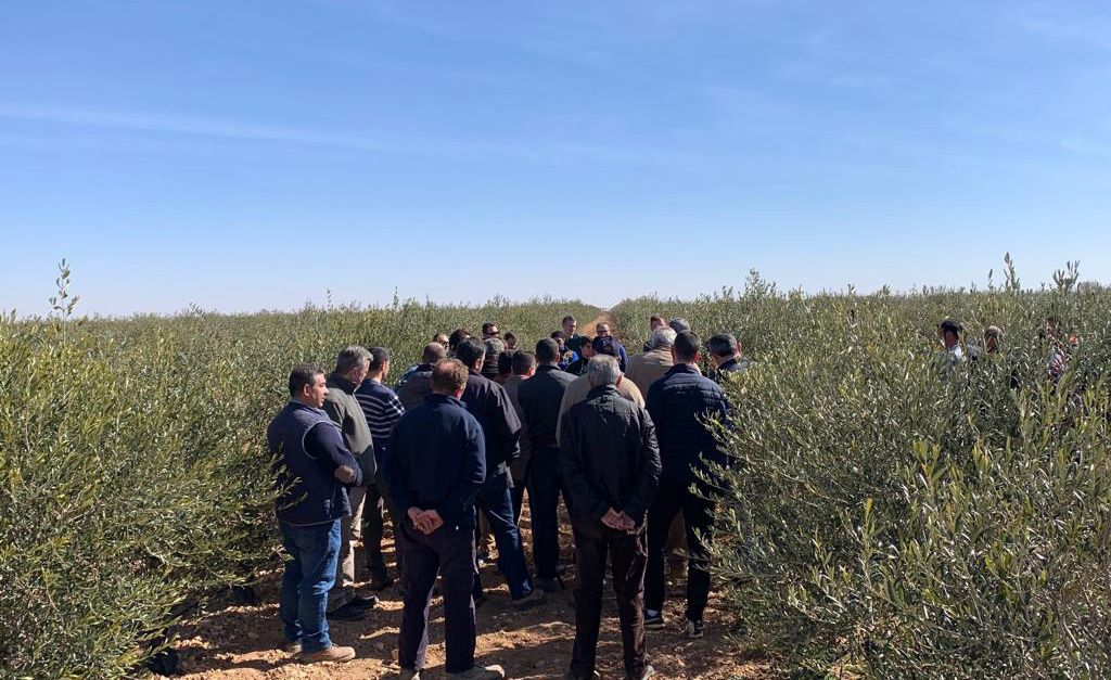 Curso de poda de olivo