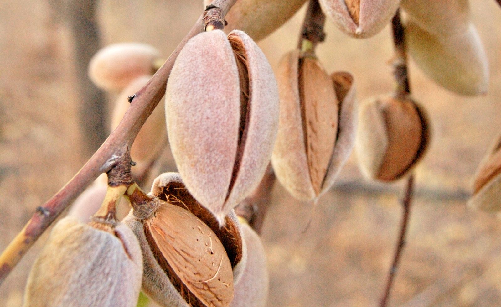 Comprar Planta de Almendro